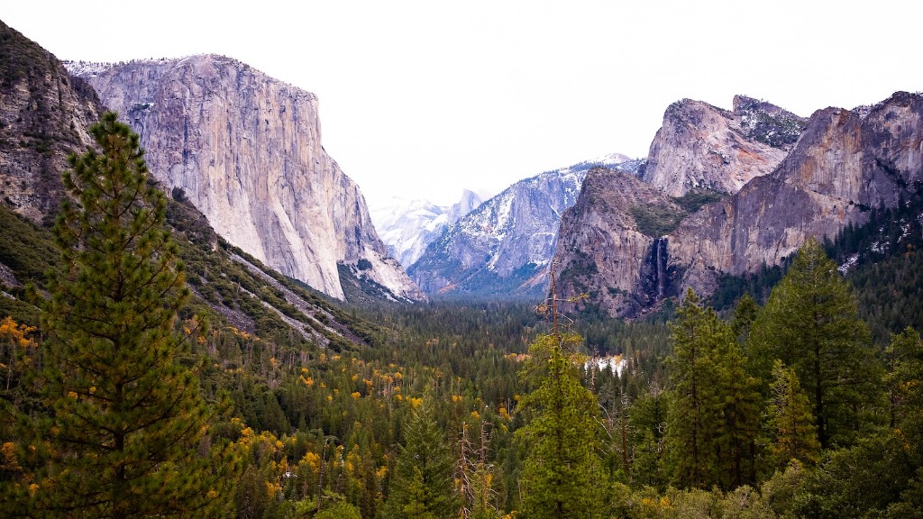 Jakie jest największe drzewo w Parku Narodowym Yosemite